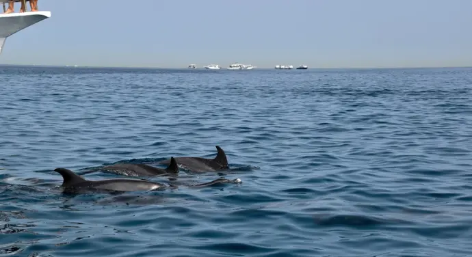 Private Delfin tour und Schnorcheln